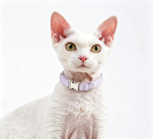 Purple Pet Collar for Cats Dogs Adjustable with Metal Buckle and Leash Ring